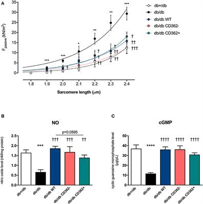 Impact of Syndecan-2-Selected Mesenchymal Stromal Cells on the Early Onset of Diabetic Cardiomyopathy in Diabetic db/db Mice